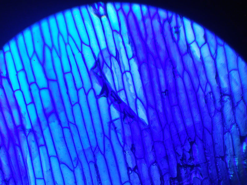 Tecido ao microscopio