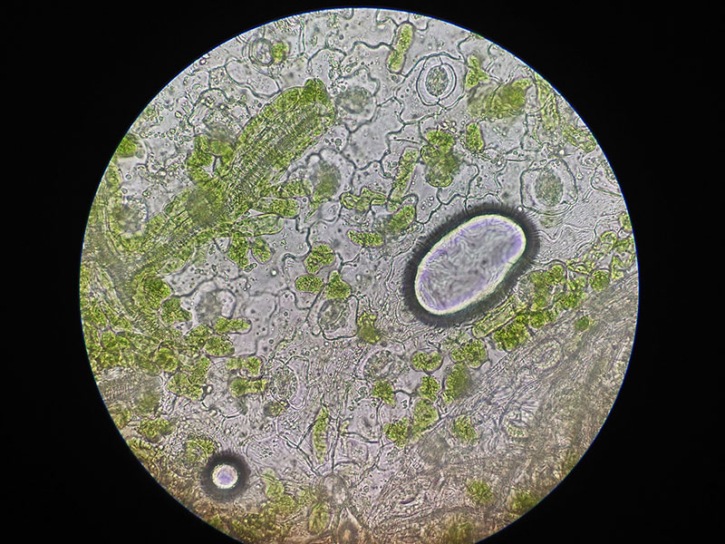 Célula ao microscopio