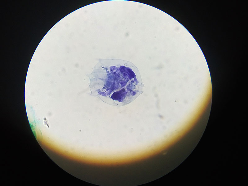 Tecido ao microscopio